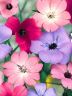 วิสคาเรีย (Viscaria oculata) คละ / 1,000 เม็ด (UK)*