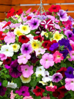 พิทูเนียเลื้อย (Petunia hybrida pendula) คละสี / 100 เม็ด (UK)