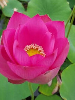 บัวหลวง สีชมพูแดง / 10 เม็ด