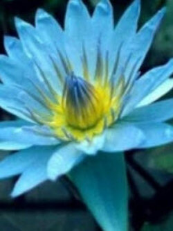 บัว บ็อบทริกเก็ท (Bob Tricket) / 200 เม็ด