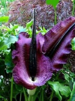 บุก Dragon Arum หรือ Dragon Lily / 15 เม็ด (China)