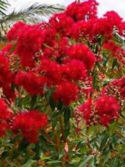 ยูคาลิปตัสแดง (Red Eucalyptus) / 25 เม็ด (Portugal)*