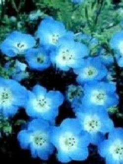 เนโมฟีลา - เบบี้ บลู อาย (Nemophila - Baby Blue Eyes) สีฟ้า / 70 เม็ด (UK)