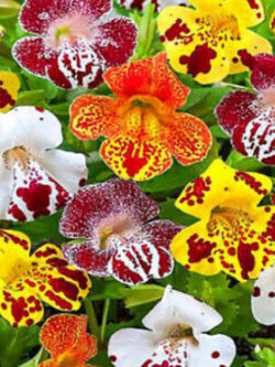 มิมิวลัส หรือ ไทเกอร์ มังกี้ (Mimulus / Tiger Monkey) คละ / 3,200 เม็ด (UK)*