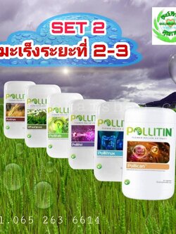 มะเร็ง เซ็ต 2 (มะเร็งที่มีก้อนเนื้อ)