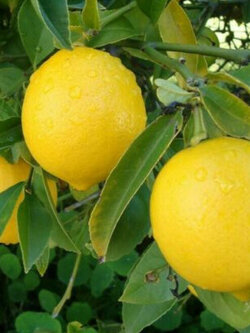 เมเยอร์ เลม่อน (Meyer Lemon) / 4 เม็ด (Canada)