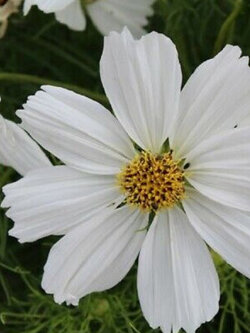 ดาวกระจาย โซนาต้า ไวท์ (Cosmos - Sonata White) / 25 เม็ด (UK)*