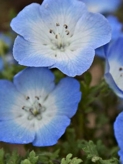 เนโมฟีลา - เบบี้ บลู อายส์ (Nemophila - Baby Blue Eyes) / 800 เม็ด (UK)*