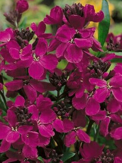 วอลล์ฟลาวเวอร์ (Wallflower - Ruby Gem) / 500 เม็ด (UK)*