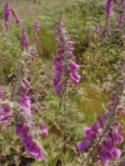 ดิจิทาลิส หรือถุงมือจิ้งจอก (Foxglove / Digitalis) / 20,000 เม็ด (UK)*