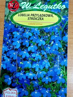 โลบีเลียเลื้อย สีน้ำเงิน (Blue edging lobelia) / 6,400 เม็ด (Poland)*