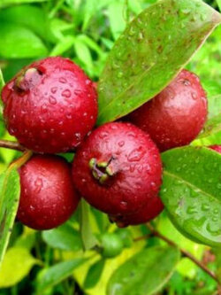 ฝรั่งสตรอเบอรี่แดง (Red Strawberry Guava) / 5 เม็ด (France)