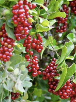 ซาร์ซาพาริลล่า หรือซาสี่ (Sarsaparilla) / 25 เม็ด (France)