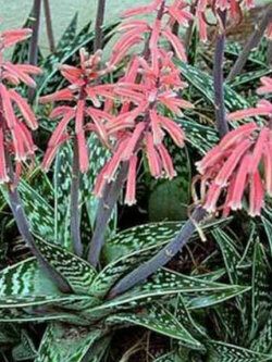 ว่านหางจระเข้ใบด่าง (Aloe Variegata / Tiger Aloe Succulent) / 5 เม็ด (UK)