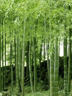 ไผ่โมโซ (Moso Bamboo) / 100 เม็ด (China)*
