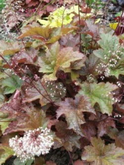 ฮิวเชอร่า / ฮูเคอร์อา (Heuchera Metallica) คละ / 50 เม็ด (Australia)*