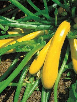 ซูกินี่เหลือง (Zucchini - Goldena) / 10 เม็ด (UK)