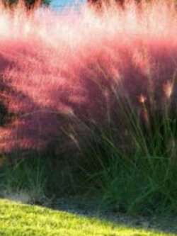 หญ้ามูลี่ชมพู (Pink Muhly Grass) / 50 เม็ด (France)*
