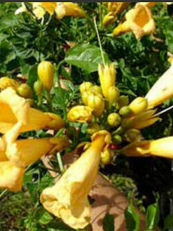 มธุลดา ดอกเหลือง (Flava Golden Trumpet) / 10 เม็ด (USA)*