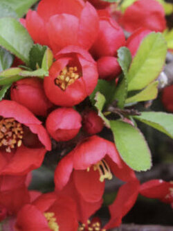 แจแปนนีส ควินซ์ (Japanese Quince) / 10 เม็ด (Hungary)