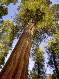 สนยักษ์ซีคัวญ่า (Sequoiadendron giganteum) / 20 เม็ด (Portugal)*