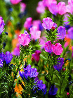 ไวเปอร์ บูกลอส (Vipor's Bugloss) คละ / 25 เม็ด (UK)