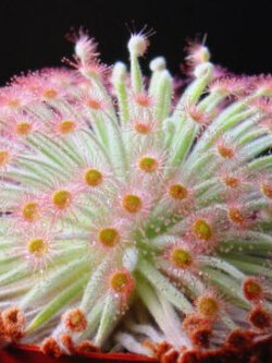 หยาดน้ำค้าง ออคโตปัส (Drosera Derbyensis - Octopus) / 5 เม็ด (Israel)