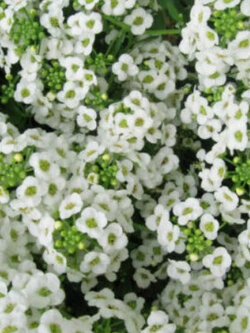 อลิสซั่ม (Alyssum / Carpet of Snow) สีขาว / 400 เม็ด (Australia)*