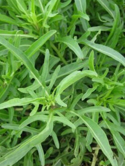 ไวลด์ ร็อคเก็ท (Wild Rocket) / 2,000 เม็ด (France)