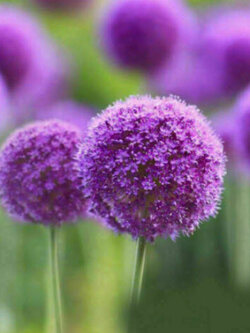 อัลเลี่ยม (Allium giganteum / Giant Onion) / 25 เม็ด (Germany)*