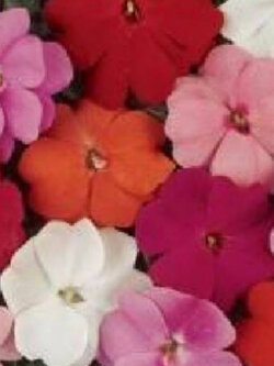 เทียนนิวกินี (New Guinea Impatiens - Divine Mixed F1) คละสี / 10 เม็ด (UK)*