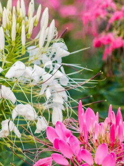 เสี้ยนฝรั่ง (Spider flowers) คละ / ซอง 80 เม็ด (P2S) *