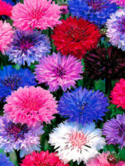 คอร์นฟลาวเวอร์ (Cornflower frosty) ดอกซ้อน คละ / 1,200 เม็ด (UK)*