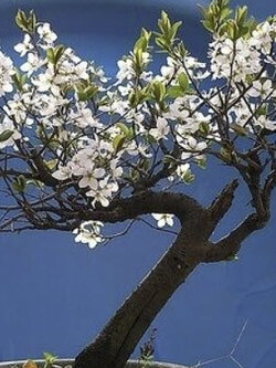 เชอรี่ - แซนต้า ลูเซีย (Cherry Tree Santa Lucia) / 25 เม็ด (Spain)