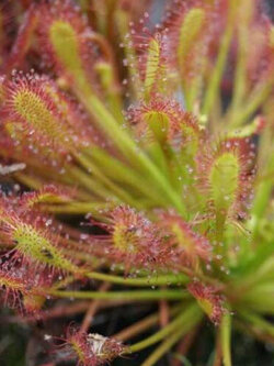 หยาดน้ำค้าง (Sundew Carnivorous Plant) / 10 เม็ด (UK)