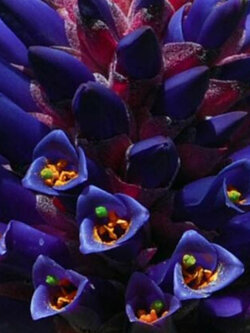 ชากัวลิลโล่ (Chagualillo / Puya Venusta) / 10 เม็ด (Portugal)*