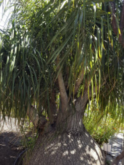 แซ่หางม้า หรือต้นหัวโต (Nolina / Elephant Foot) / 5 เม็ด (Spain)*