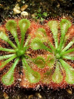 หยาดน้ำค้าง (Sundew / Drosera - Spatulata) / 20 เม็ด (UK)