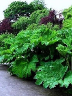 ไจแอนท์ รูห์บับ (Giant Rhubarb) / 10 เม็ด (France)*