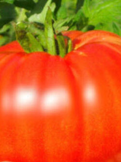 มะเขือเทศบีฟสเต็ก (Beefsteak tomato) สีแดง / 20 เม็ด (USA)