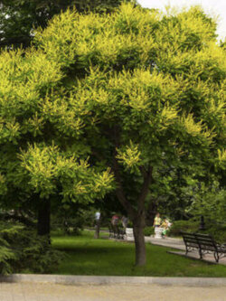 เจดีย์ญี่ปุ่น (Japan Pagoda / Sophora Pagoda) / 10 เม็ด (France)