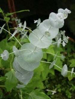 ซิลเวอร์ ดร็อพ ยูคาลิปตัส (Silver Drop Eucalyptus) / 10 เม็ด (USA)*
