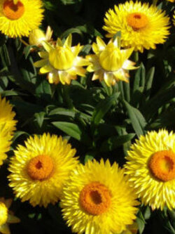 ดอกกระดาษ หรือสตรอ ฟลาวเวอร์ (Straw flower) เหลือง / 900 เม็ด (UK)*