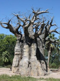 อัฟริกันเบาบับ (Baobab African / Adansonia Digitata) / 5 เม็ด (France)*