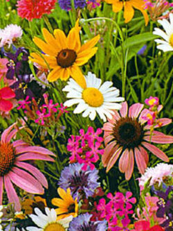 ชุดรวมไม้ตัดดอก (A) / น.น. 1 กรัม (UK)*