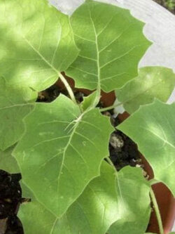 โคโคน่า หรือมะเขือเทศพีช (Cocona / Peach Tomato) / 25 เม็ด (UK)