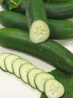 แตงกวา Cucumber Jogger F1 / 30 เม็ด (UK)