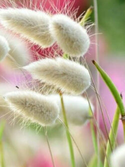 หญ้าหางกระต่าย (Bunny's Tail Grass) / 1,200 เม็ด (France)*
