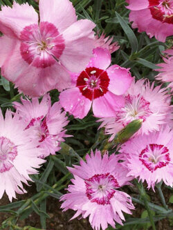การ์เด้นพิ้งค์ (Garden Pinks / Cottage Pinks) / 25 เม็ด (USA)