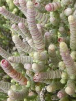 Black-seeded Samphire / 25 เม็ด (Australia)